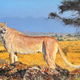Illustration for article titled We found a cryptid! Meet the white cheetah.